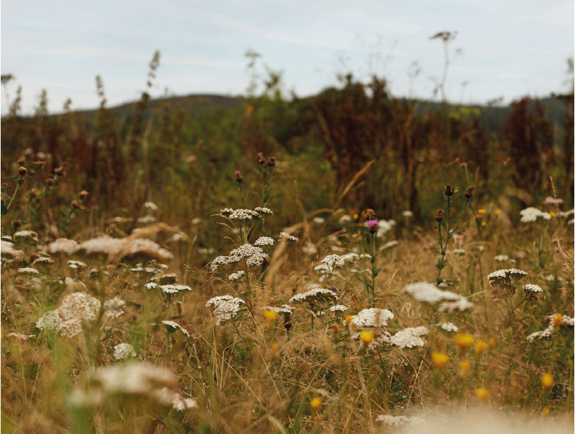 Rhug Wild Beauty in Conversation with the Soil Association