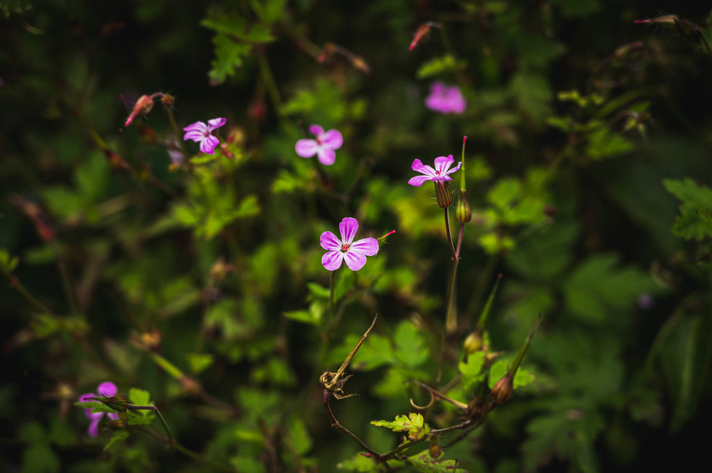 Rhug Wild Beauty Unveils the Secret of the Woodland: Herb Robert's Potential for Radiant Skin
