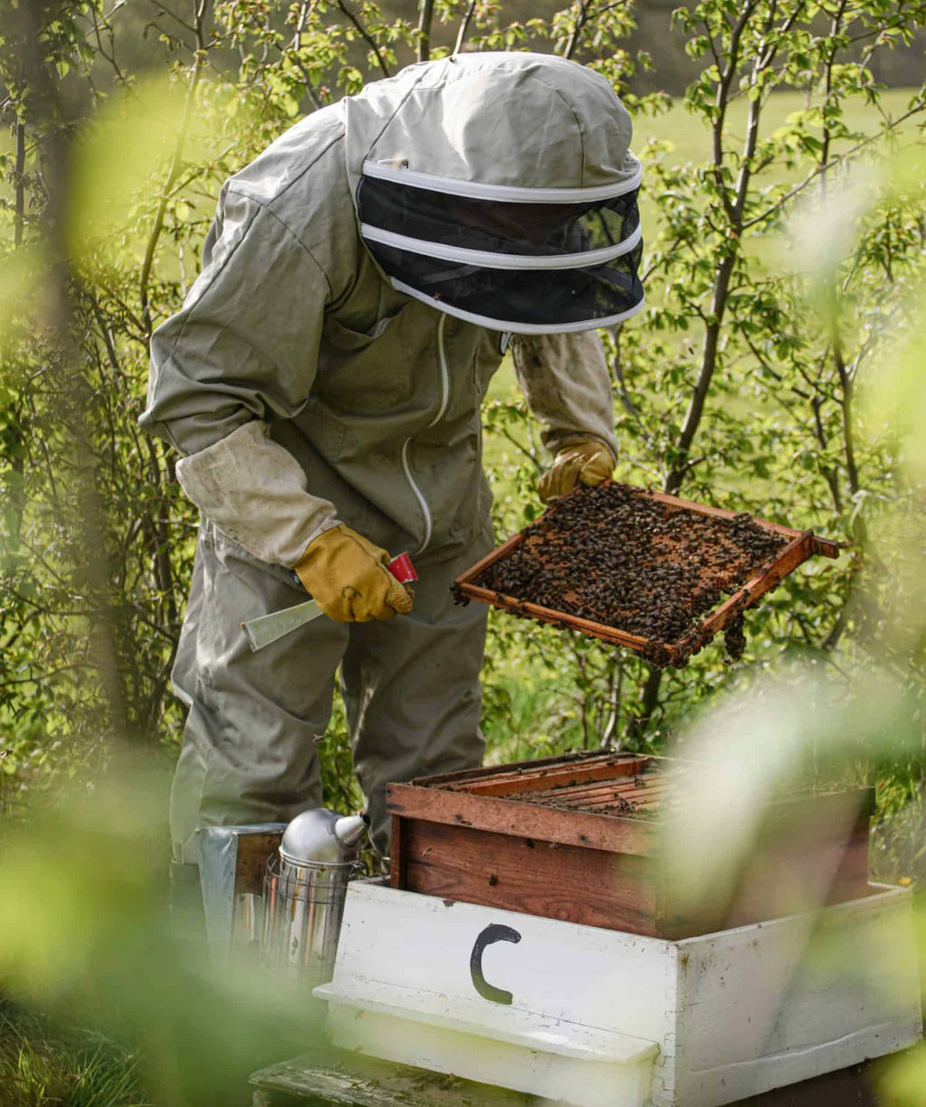 World Bee Day Q&a With Wild Beauty’s Bee Keeper, Barry