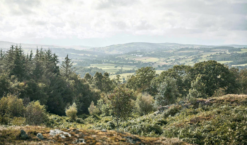 Summer At Rhug Estate