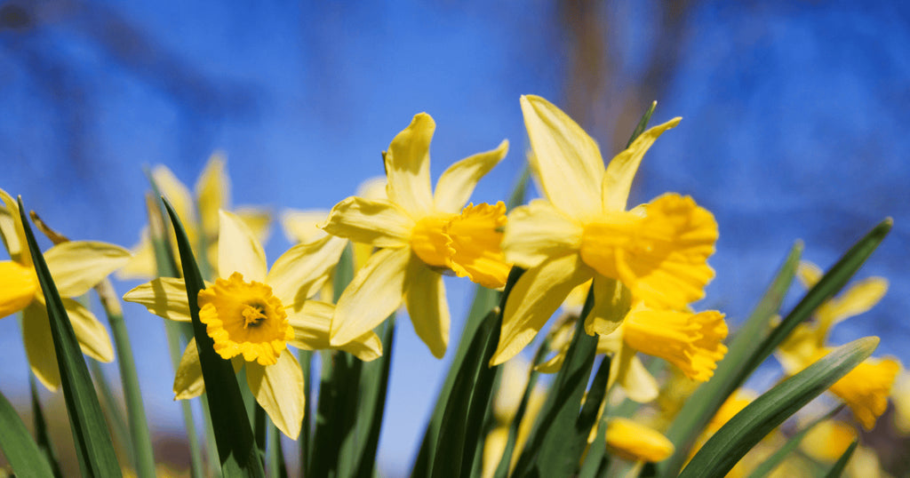 The Spirit of Dewi Sant: Why Heritage is the Heart of Rhug Wild Beauty